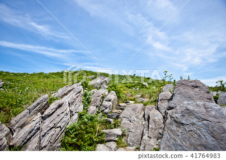 Oshima Iwaba 8 41764983