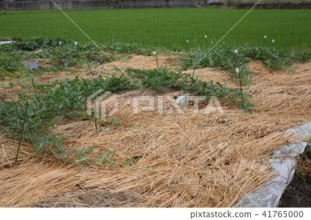 Watermelon growing Watermelon growing 41765000