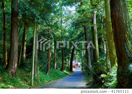 千葉縣八雲神社杉並 41765111