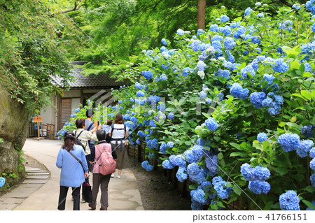 The hydrangea of Kamakura Aketsukinin 41766151