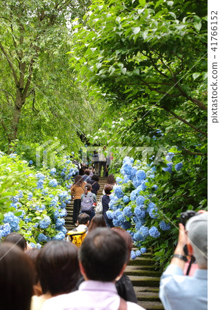 The hydrangea of Kamakura Aketsukinin 41766152
