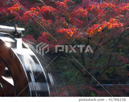 Higashiyama Animal and Botanical Garden in autumn Higashiyama Animal and Botanical Garden in autumn 41766236