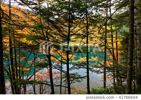 Autumnal leaves of Kita Yatsugatake and Shinsuike (Hime Pond) 41766684