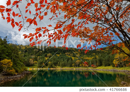 Autumn leaves of Kita Yatsugatake · twin pond (female pond) Autumn leaves of Kita Yatsugatake · twin pond (female pond) 41766686