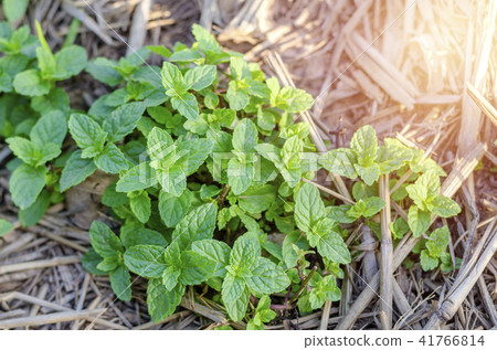 Close up Peppermint on the morning light farm, 41766814