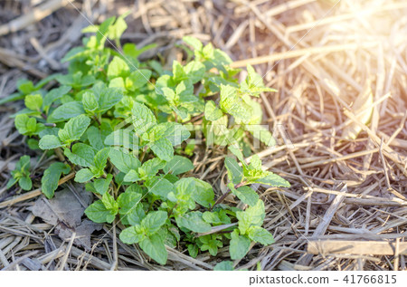 Close up Peppermint on the morning light farm, Close up Peppermint on the morning light farm, 41766815