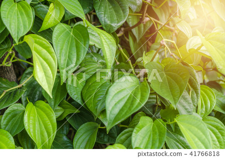 The betel leaf  or Piper betle in Thailand. 41766818