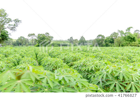 Cassava plantation Northeast of Thailand 41766827