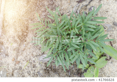 Tongkat Ali (Eurycoma longifolia Jack) tree. 41766828