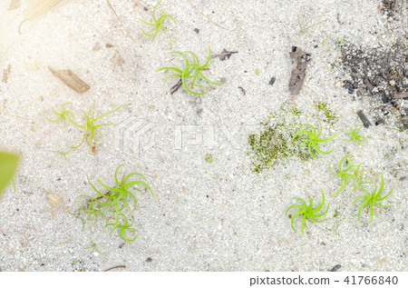 green grass on the sand 41766840
