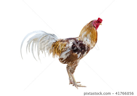 close up portrait of gamecock  isolated  41766856