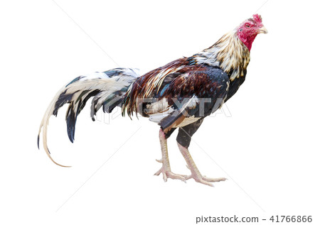 close up portrait of gamecock  isolated  41766866