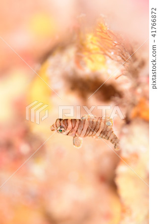 Citizenbera Citizenbera 41766872