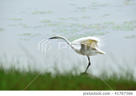 Shirasagi no Mai 2 41767366