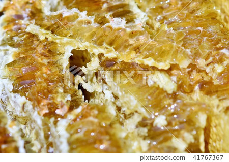 天然蜂蜜（森林寶貝！））美容養生美白長壽素材 41767367