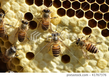 Natural honey (Forest treasure!)) Beauty health whitening Long life material 41767376