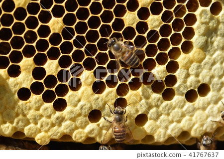 Natural nest honey (forest treasure!)) Beauty, health, whitening, longevity, sdgs, environmental problems, sustainable 41767637