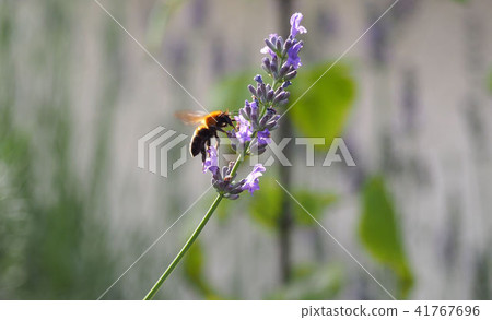 蜂花煙蜂蜜 蜂花煙蜂蜜 41767696