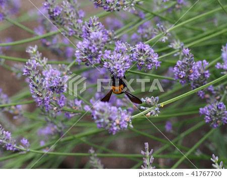 蜂花煙蜂蜜 蜂花煙蜂蜜 41767700