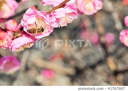 蜜蜂和梅花(紅梅花) 箱崎八幡神社 祝賀花 鹿兒島縣泉市 蜜蜂和梅花(紅梅花) 箱崎八幡神社 祝賀花 鹿兒島縣泉市 41767867