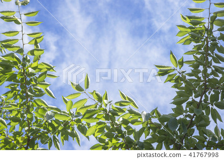 Fresh green eco 41767998