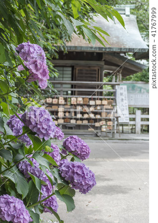 Hydrangea in Kamakura Palace (Nikaido in Kamakura City) 41767999