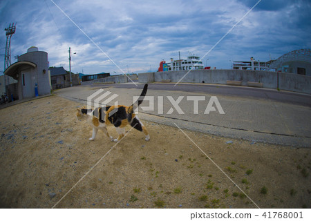 Island cat on Mokijima 1 41768001