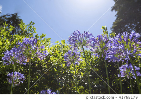 一朵花直綻放，百子花 41768179