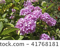 盛開的繡球花 41768181