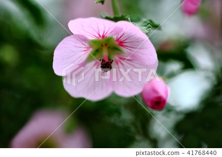 Anisodontea flower 41768440