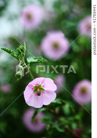 Anisodontea flower Anisodontea flower 41768441