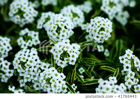 Iberis雜色花 Iberis雜色花 41768443