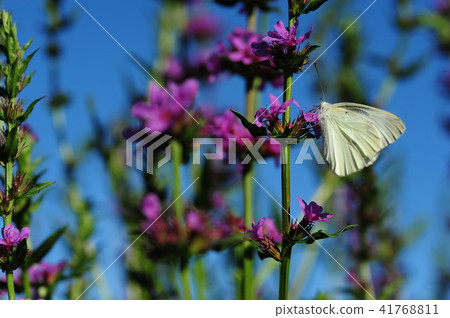 Cabbage butterfly sucking nectar from flowers Cabbage butterfly sucking nectar from flowers 41768811