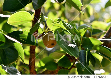 Pear tree nut fruit Pear tree nut fruit 41768812