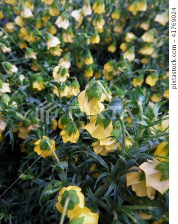 Honeybell Honeybell 41769024