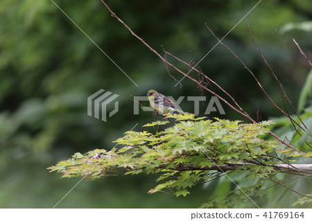 Nojiko's male 41769164