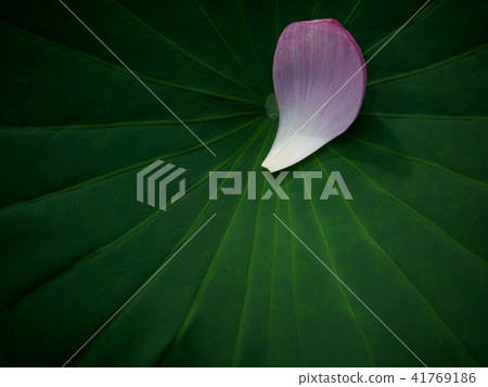Lotus Lotus 41769186