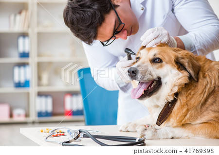 Doctor examining golden retriever dog in vet clinic Doctor examining golden retriever dog in vet clinic 41769398