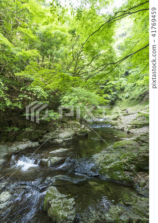 新鮮的綠色紅眼睛谷 新鮮的綠色紅眼睛谷 41769459