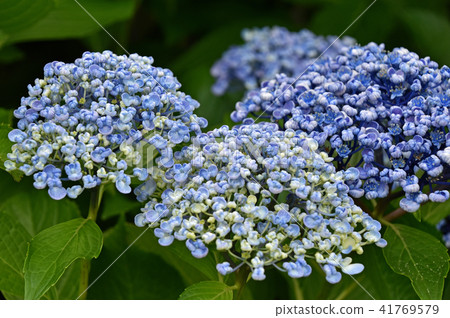 Uzuyasai (eddy hydrangea) 41769579