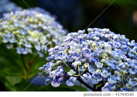 Uzuyasai（渦旋繡球花） 41769580