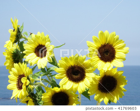 藍天，海和向日葵 41769603