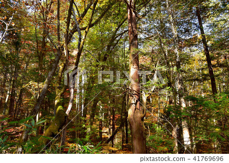 Autumn Mizukisawa natural forest 41769696
