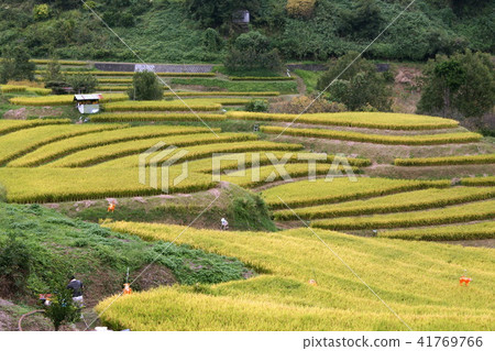 Chihaya Akasaka Rice Terrace Chihaya Akasaka Rice Terrace 41769766