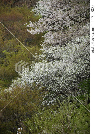 Myokamiyama的櫻花 41769822