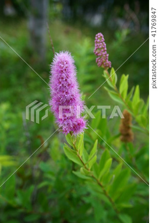 230 Hoshamizuke 41769847