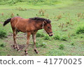 一隻小馬駒 41770025