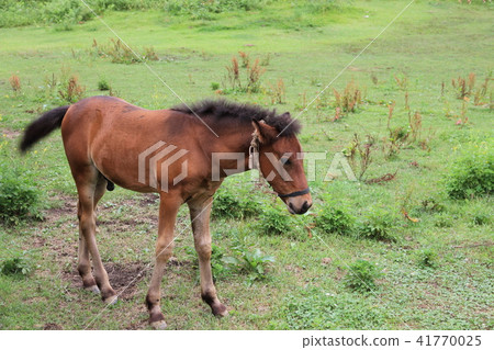 一隻小馬駒 一隻小馬駒 41770025