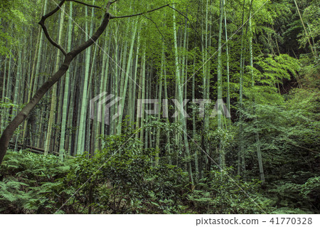 Zuisenji接近路徑的竹林(鎌倉市Nikaido) Zuisenji接近路徑的竹林(鎌倉市Nikaido) 41770328