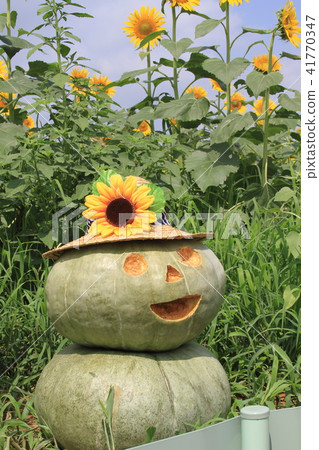 Sunflower and Jack 41770347